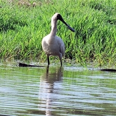 Platalea regia at Splitters Creek, NSW - 29 Nov 2024 07:33 AM