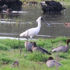 Platalea regia at Splitters Creek, NSW - 29 Nov 2024 07:33 AM