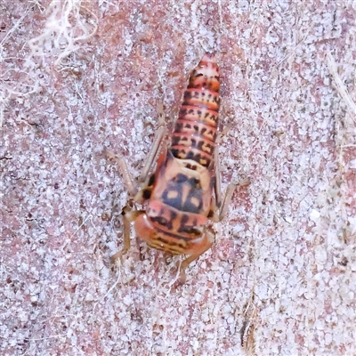 Cicadellidae (family) (Unidentified leafhopper) at Kenny, ACT - 30 Oct 2024 by ConBoekel