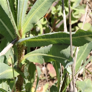 Lactuca serriola f. serriola at Kenny, ACT - 30 Oct 2024 12:47 PM