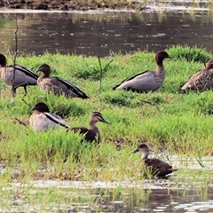 Chenonetta jubata (Australian Wood Duck) at Splitters Creek, NSW - 29 Nov 2024 by KylieWaldon