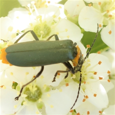 Chauliognathus lugubris (Plague Soldier Beetle) at Kenny, ACT - 30 Oct 2024 by ConBoekel