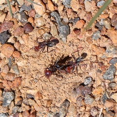 Iridomyrmex purpureus (Meat Ant) at Mitchell, ACT - 30 Oct 2024 by ConBoekel