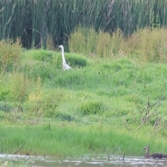 Ardea alba (Great Egret) at Splitters Creek, NSW - 28 Nov 2024 by KylieWaldon