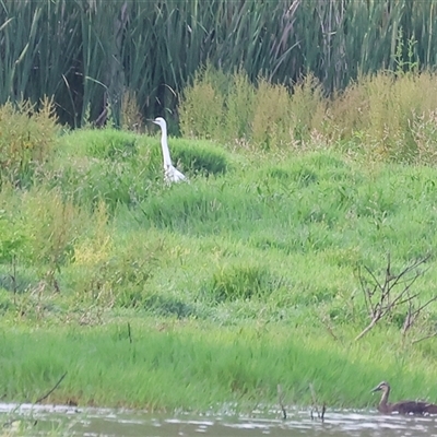 Ardea alba (Great Egret) at Splitters Creek, NSW - 28 Nov 2024 by KylieWaldon