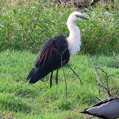 Ardea pacifica (White-necked Heron) at Splitters Creek, NSW - 29 Nov 2024 by KylieWaldon