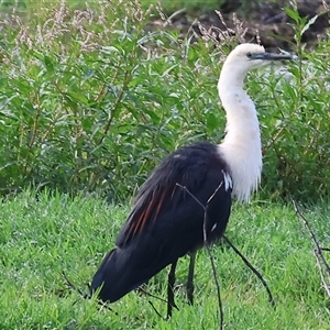 Ardea pacifica at Splitters Creek, NSW - 29 Nov 2024 07:36 AM