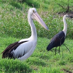 Ardea pacifica at Splitters Creek, NSW - 29 Nov 2024