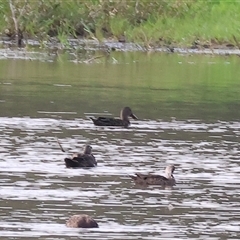 Spatula rhynchotis (Australasian Shoveler) at Splitters Creek, NSW - 29 Nov 2024 by KylieWaldon