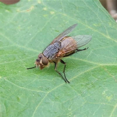 Unidentified Blow fly (Calliphoridae) at Killara, VIC - 23 Nov 2024 by KylieWaldon