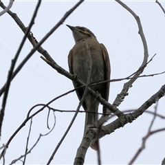 Caligavis chrysops (Yellow-faced Honeyeater) at Killara, VIC - 24 Nov 2024 by KylieWaldon