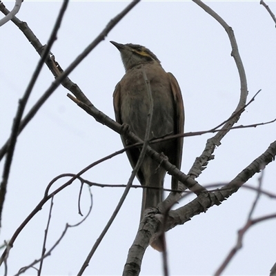 Caligavis chrysops (Yellow-faced Honeyeater) at Killara, VIC - 23 Nov 2024 by KylieWaldon