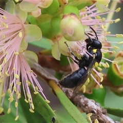 Unidentified Bee (Hymenoptera, Apiformes) at Killara, VIC - 24 Nov 2024 by KylieWaldon