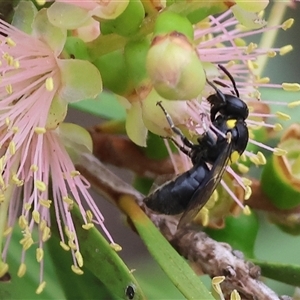 Unidentified Bee (Hymenoptera, Apiformes) at Killara, VIC by KylieWaldon