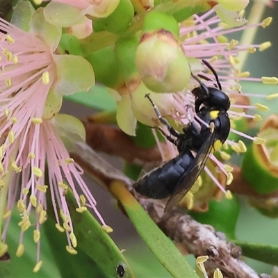 Unverified Bee (Hymenoptera, Apiformes) at Killara, VIC - 24 Nov 2024 by KylieWaldon