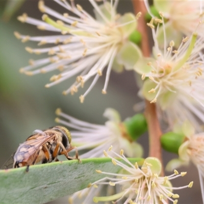 Eristalinus punctulatus at Killara, VIC - 23 Nov 2024 by KylieWaldon