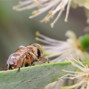 Eristalinus punctulatus at Killara, VIC - 24 Nov 2024 08:02 AM