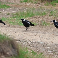 Gymnorhina tibicen (Australian Magpie) at Killara, VIC - 23 Nov 2024 by KylieWaldon