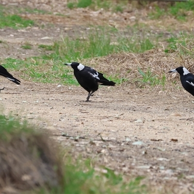 Gymnorhina tibicen (Australian Magpie) at Killara, VIC - 24 Nov 2024 by KylieWaldon