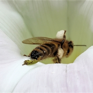 Unidentified Bee (Hymenoptera, Apiformes) at Killara, VIC by KylieWaldon