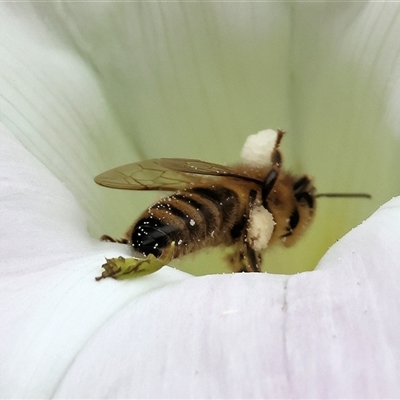 Unverified Bee (Hymenoptera, Apiformes) at Killara, VIC - 24 Nov 2024 by KylieWaldon