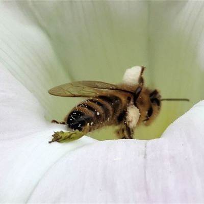 Unidentified Bee (Hymenoptera, Apiformes) at Killara, VIC - 24 Nov 2024 by KylieWaldon