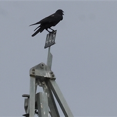 Corvus coronoides at Killara, VIC - 24 Nov 2024