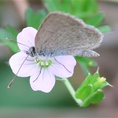 Zizina otis (Common Grass-Blue) at Killara, VIC - 24 Nov 2024 by KylieWaldon