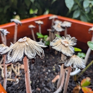 Coprinellus etc. (An Inkcap) at Holder, ACT by Miranda