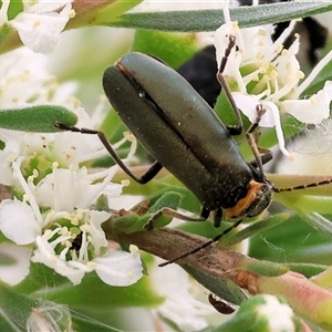 Chauliognathus lugubris at Killara, VIC - 24 Nov 2024