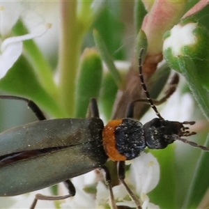 Chauliognathus lugubris at Killara, VIC - 24 Nov 2024