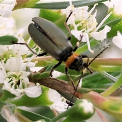 Chauliognathus lugubris at Killara, VIC - 24 Nov 2024