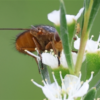 Unidentified Blow fly (Calliphoridae) at Killara, VIC - 23 Nov 2024 by KylieWaldon