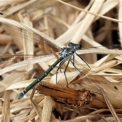 Austroargiolestes sp. (genus) (Flatwing) at Killara, VIC - 24 Nov 2024 by KylieWaldon