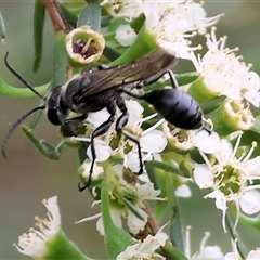 Isodontia sp. (genus) (Unidentified Grass-carrying wasp) at Killara, VIC - 24 Nov 2024 by KylieWaldon