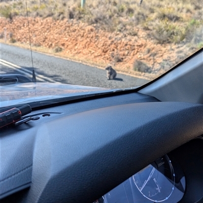 Phascolarctos cinereus (Koala) at Numeralla, NSW - 11 Oct 2024 by MPennay