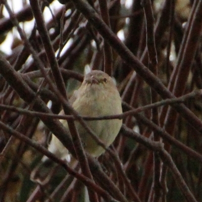 Smicrornis brevirostris (Weebill) at Higgins, ACT - 24 Nov 2014 by Jennybach