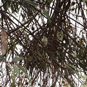 Smicrornis brevirostris at Higgins, ACT - 24 Nov 2014