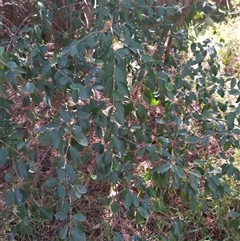 Cotoneaster glaucophyllus (Cotoneaster) at Evatt, ACT - 27 Nov 2024 by rbannister