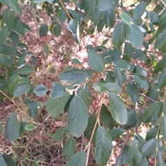 Cotoneaster glaucophyllus at Evatt, ACT - 28 Nov 2024 10:00 AM