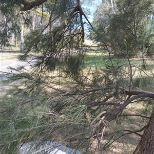 Casuarina cunninghamiana subsp. cunninghamiana at Evatt, ACT - 28 Nov 2024 09:59 AM