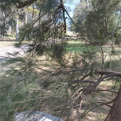 Casuarina cunninghamiana subsp. cunninghamiana (River She-Oak, River Oak) at Evatt, ACT - 27 Nov 2024 by rbannister