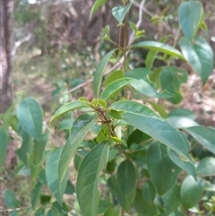 Ligustrum lucidum (Large-leaved Privet) at Evatt, ACT - 28 Nov 2024 by rbannister