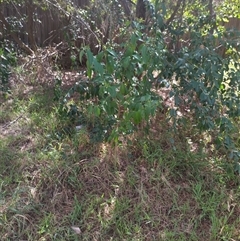 Ligustrum lucidum at Evatt, ACT - 28 Nov 2024 10:00 AM