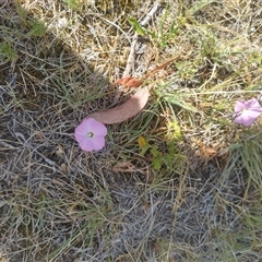 Convolvulus angustissimus subsp. angustissimus (Australian Bindweed) at Evatt, ACT - 28 Nov 2024 by rbannister