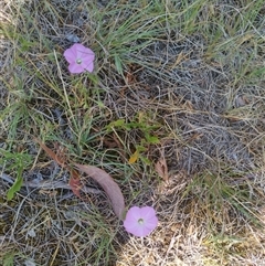 Convolvulus angustissimus subsp. angustissimus at Evatt, ACT - 28 Nov 2024