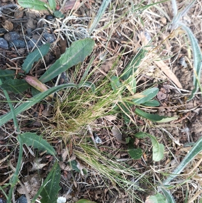 Nassella trichotoma (Serrated Tussock) at Evatt, ACT - 28 Nov 2024 by rbannister