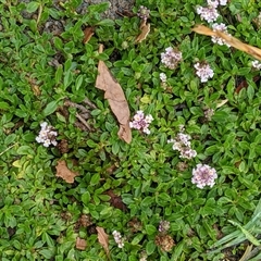 Phyla canescens (Lippia) at Scullin, ACT - 30 Nov 2024 by MattM