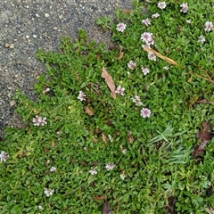 Phyla canescens at Scullin, ACT - 30 Nov 2024 11:04 AM