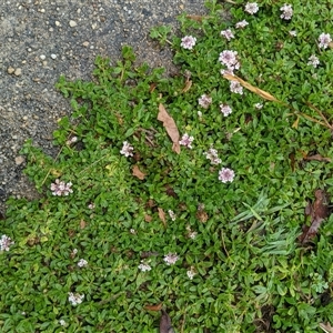 Phyla canescens at Scullin, ACT - 30 Nov 2024 11:04 AM